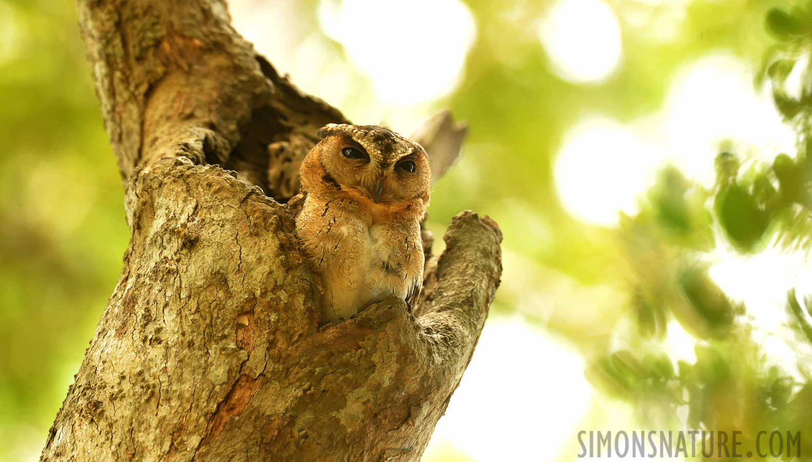 Otus bakkamoena bakkamoena [550 mm, 1/100 Sek. bei f / 8.0, ISO 4000]